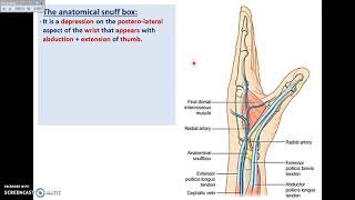 Overview of UL 15  Dorsum of the Hand  Dr Ahmed Farid [upl. by Enelloc328]