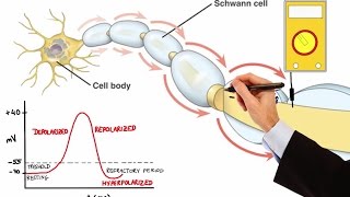 NEURON ACTION POTENTIAL MADE EASY [upl. by Voltmer]