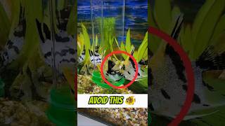 Fish Food Problem  fish fishtank myfisho [upl. by Ateuqahs]