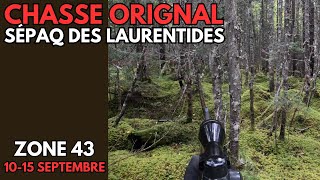 Chasse à lorignal  SÉPAQ des Laurentides 2024 [upl. by Annodas]