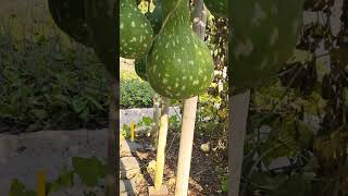 Spectacular bottle gourd bottlegourd gourd calabashgourd [upl. by Schwitzer438]