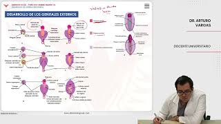 Embriología Desarrollo del sistema urogenital Desarrollo de los genitales externos [upl. by Ahsikyt]