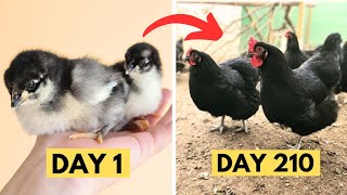 Black Australorp Chickens chick growth Day by Day  Black Australorp CHICKS Growth  Hen Growth [upl. by Lydie]