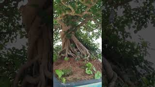 Bonsai Dáng huyền  Bonsai Ochna integerrima  SemiCascade quotHankengalquot 盆栽 [upl. by Anoynek169]