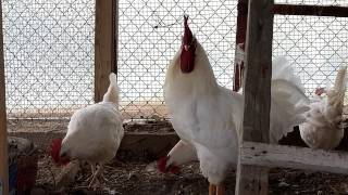 LEGHORN WHITE ROOSTER HEN [upl. by Gerladina]