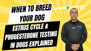 When to Breed Your Dog Estrus Cycle amp Progesterone Testing in Dogs Explained [upl. by Guthrie]