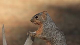 Fox Squirrel gnawing on a deer antler [upl. by Essirahc]