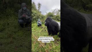 Silverback Gorilla Beating His Chest mountaingorilla silverbackgorilla gorillatrekking [upl. by Aprilette793]