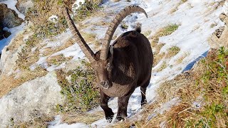 Hiking in Switzerland  Gemmenalphorn via Niederhorn with Ibex  Swiss Alps Canton Bern  2020 4K [upl. by Tahpos]