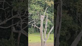 Periyar National Park Thekkady [upl. by Akkin]