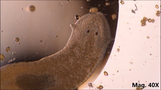 Planaria moving and feeding under the microscope [upl. by Tildy]