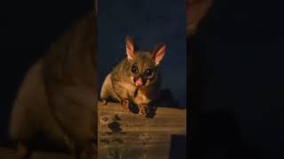 Hungry Possum in my nackyard🥰❤️ explorethebeautyofnature [upl. by Letsirc]