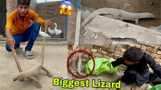 Pet House Sy Biggest Dangerous Indian🇮🇳 Lizard Ko Paker Liya😱 [upl. by Keung]