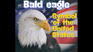 Bald eagle wildlife animals animallover eagles eagle eaglenews [upl. by West]