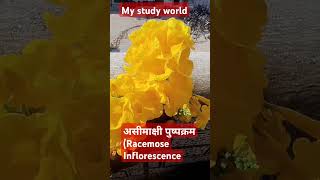 flower असीमाक्षी पुष्पक्रम Racemose Inflorescence prakashsir mystudyworld flowers [upl. by Elyc]