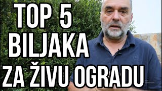 TOP 5 biljaka za živu ogradu [upl. by Aihsakal421]