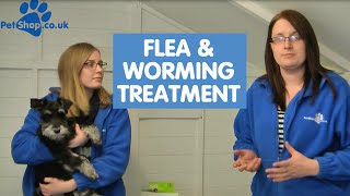 How to use Advantage Flea amp Drontal Worming Treatment [upl. by Ahsuatan]