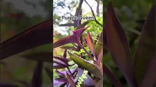 How to Grow and Propagate Purple Queen Plant [upl. by Kalvn]