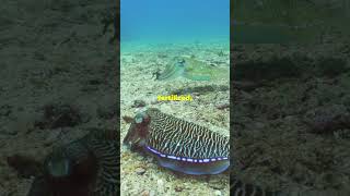 Cuttlefish Reproduction and Mating Rituals [upl. by Kimberly]