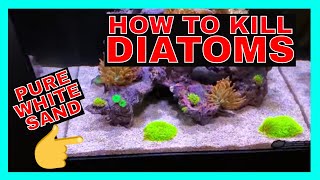 How To Kill Diatoms  Reef Tank Diatoms  Diatoms Update [upl. by Steinberg]