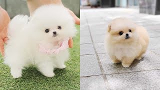 Cutest Teacup Pomeranian Puppies Compilation 2 [upl. by Tavia993]