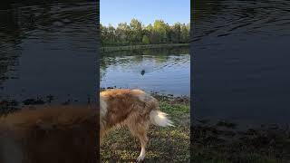 Lab fetching in the lake 10102024 [upl. by Aniraz]