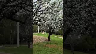 Penfold park Adelaide feed shortsfeed shorts short shortvideo shortsvideo shortsviral [upl. by Haram]