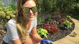 Clearance “catching fire” heucherella for 2 Fall planting in my front flower bed [upl. by Ignaz304]