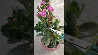 Pruning of Kalanchoe plant  kalanchoes kalanchoeplant gardening permanentfloweringplants [upl. by Aloise111]