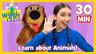 Wiggle and Learn  Animals 🐄 Educational Video for Toddlers 🐒 Kids Preschool Songs 🐔 The Wiggles [upl. by Anitserp521]