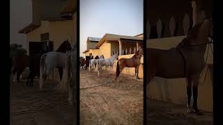 Majestic Horses in Thrilling Tent Pegging PakistaniHorseBeauty TentPeggingChampions [upl. by Hazmah]