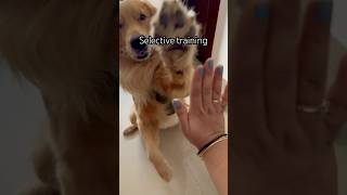 Mai sirf treats k liye karta hu 🤪 poormommy lifeofcharlie goldenretriever youtubeshorts [upl. by Llehsam696]