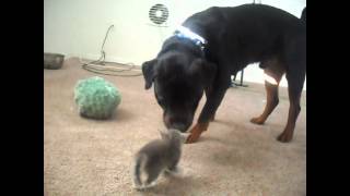 Kittens Meet Rottweiler for first time [upl. by Lewis]