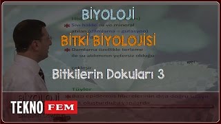 YGSLYS BİYOLOJİ  Bitkilerin Dokuları 3 [upl. by Clothilde995]