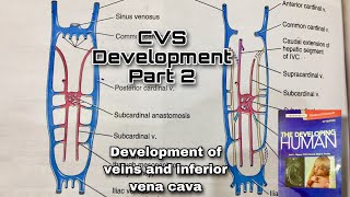 Development of CVS Part2Development of veins associated with embryonic heart and inferior venacava [upl. by Dadinirt]