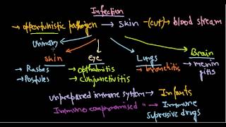 Pseudomonas aeruginosa infection [upl. by Gyimah]