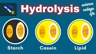 Hydrolysis Lab  Casein Starch Lipid Test  Microbiology Lab [upl. by Lesnah]