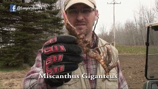 How to Plant Miscanthus Giganteus Ep 16 Revised [upl. by Aniuqal426]