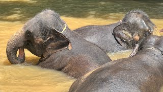 Kuala Gandah Elephant Sanctuary [upl. by Elletnwahs]