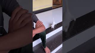 🥰🥹shorts catlover minivlog raniasminiaturekitchen youtubeshorts [upl. by Strephon]