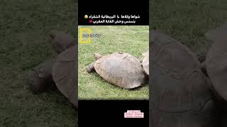 Bn nsns bnnsns memes tiktok foryou اكسبلور دويتو ضحك تيكتوك ilyasselmaliki marocaine [upl. by Breeze]