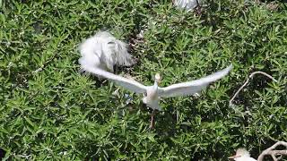 Cattle Egret Colony Chaos  Blissful Birding [upl. by Aruasor727]