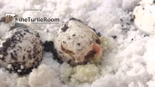 Albino Red Eared Slider Turtle Hatching [upl. by Ursuline]