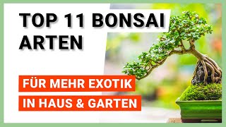 11 Bonsai Arten für mehr Exotik in Haus und Garten [upl. by Woods949]