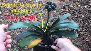 Secret on early identifying a sick plant [upl. by Eelrahc736]