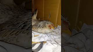 My bantam hen malapit na siya mapisa bantam backyardchickens chicken pets hobby farming [upl. by Attenyl]