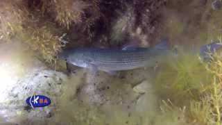 Сингиль Liza aurata Golden grey mullet [upl. by Reh]