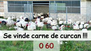 Carne de curcan [upl. by Marka]