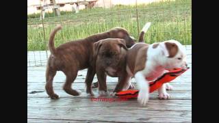 American bulldog pups Rocko Asnath buffdogswmv [upl. by Arrotal]