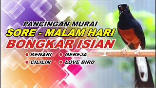 🔴 LIVE 134  pancingan SORE  MALAM HARI 100 bikin MURAI BATU GACOR bongkar isian Cililin gacor [upl. by Sisxela]